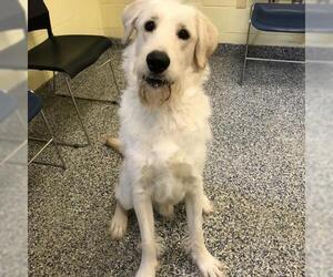 Labradoodle Dogs for adoption in Buffalo, NY, USA