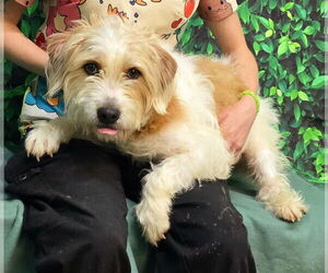 Mutt Dogs for adoption in Wetumpka, AL, USA