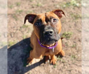 American Staffordshire Terrier-Unknown Mix Dogs for adoption in Aurora, CO, USA