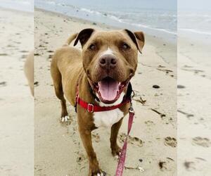 American Pit Bull Terrier Dogs for adoption in Santa Barbara, CA, USA