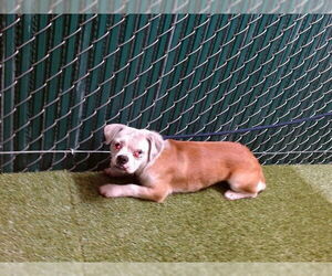 Pug Dogs for adoption in Downey, CA, USA