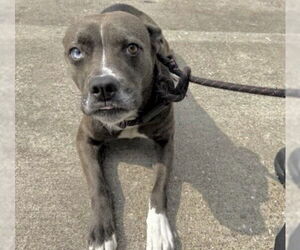 Siberian Husky-Unknown Mix Dogs for adoption in Houston, TX, USA