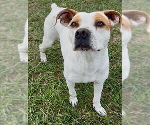 Boxer-Pointer Mix Dogs for adoption in Conroe, TX, USA