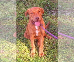 Labrador Retriever-Unknown Mix Dogs for adoption in Wetumpka, AL, USA