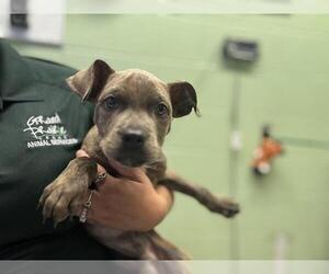 American Staffordshire Terrier-Unknown Mix Dogs for adoption in Grand Prairie, TX, USA