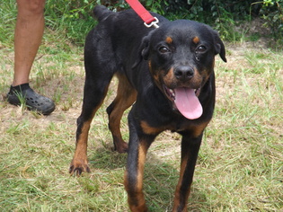 Rottweiler Dogs for adoption in Dunnellon, FL, USA