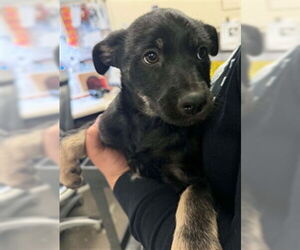 German Shepherd Dog-Unknown Mix Dogs for adoption in Stockton, CA, USA