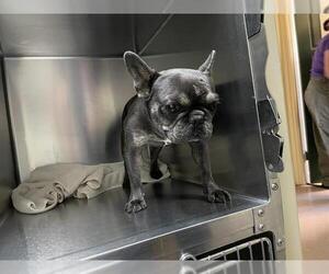 French Bulldog Dogs for adoption in Pasadena, CA, USA
