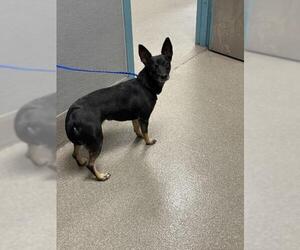 Miniature Pinscher-Unknown Mix Dogs for adoption in Las Vegas, NV, USA