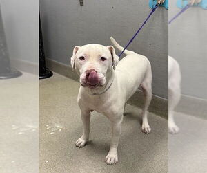 American Staffordshire Terrier-Unknown Mix Dogs for adoption in Las Vegas, NV, USA