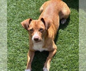 Chihuahua Dogs for adoption in San Diego, CA, USA