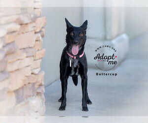 Border Collie-Unknown Mix Dogs for adoption in Salt Lake City, UT, USA