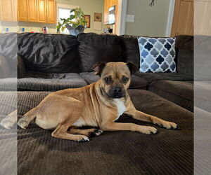 Pug-Unknown Mix Dogs for adoption in Morganville, NJ, USA