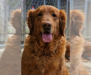 Golden Retriever Dogs for adoption in Bon Carbo, CO, USA