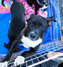 Small American Staffordshire Terrier-Boston Terrier Mix