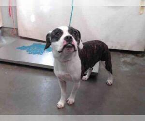 English Boston Bulldog Dogs for adoption in Camarillo, CA, USA