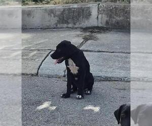 Labrador Retriever-Unknown Mix Dogs for adoption in San Antonio, TX, USA