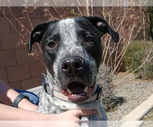 Boxer-Pointer Mix Dogs for adoption in Tucson, AZ, USA