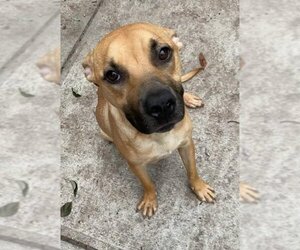 Black Mouth Cur-Unknown Mix Dogs for adoption in Sanford, FL, USA