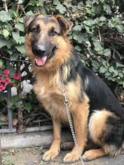 View Ad: German Shepherd Dog Dog for Adoption near California, Irvine ...