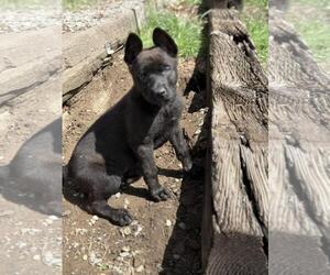 Mutt Dogs for adoption in Incline Village, NV, USA