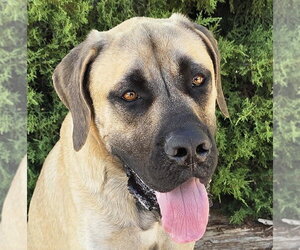 Medium Photo #2 Mutt Puppy For Sale in Albuquerque, NM, USA