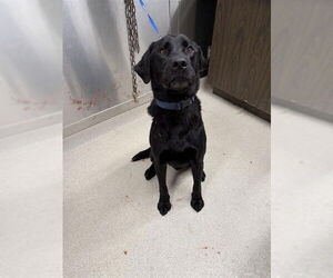 Labrador Retriever Dogs for adoption in Fairbanks, AK, USA
