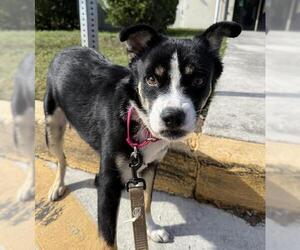 Mutt Dogs for adoption in Fort Lauderdale, FL, USA