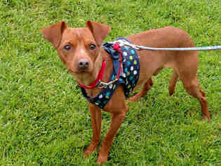 Chipin Dogs for adoption in San Clemente, CA, USA