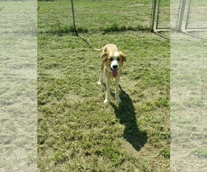 Great Pyrenees Dogs for adoption in Maquoketa, IA, USA