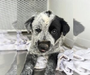 Australian Cattle Dog Dogs for adoption in Bakersfield, CA, USA