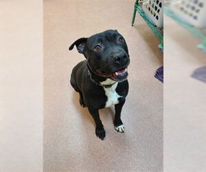 Staffordshire Bull Terrier Dogs for adoption in Ogden, UT, USA