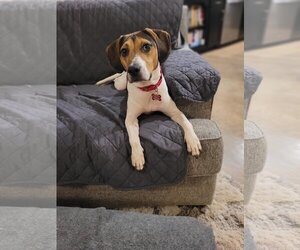 English Foxhound Dogs for adoption in Atlanta, GA, USA