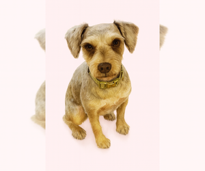 Mutt Dogs for adoption in San Diego , CA, USA