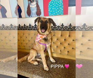 Mutt Dogs for adoption in Rockaway, NJ, USA