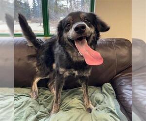 Australian Shepherd-Unknown Mix Dogs for adoption in Anchorage, AK, USA