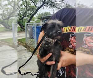 Mutt Dogs for adoption in San Antonio, TX, USA