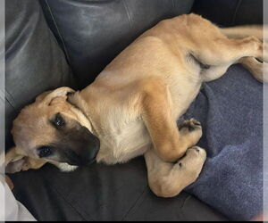 German Shepherd Dog-Unknown Mix Dogs for adoption in Sanford, FL, USA