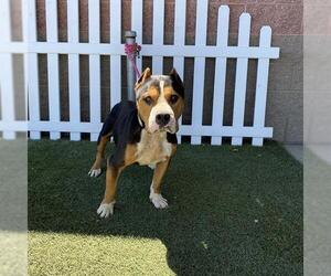 American Pit Bull Terrier-Unknown Mix Dogs for adoption in Modesto, CA, USA