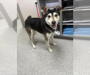 Siberian Husky-Unknown Mix Dogs for adoption in Pasadena, TX, USA