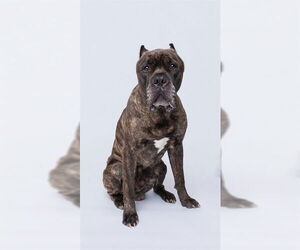 Mastiff Dogs for adoption in Forestville, MD, USA