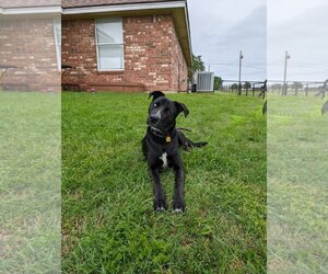 Mutt Dogs for adoption in Dallas, TX, USA