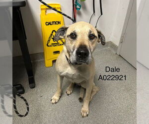 Labrador Retriever-Unknown Mix Dogs for adoption in Palmetto, FL, USA