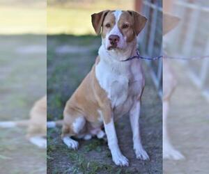 Labbe Dogs for adoption in Lacombe, LA, USA