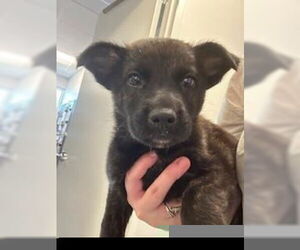 Labrador Retriever-Unknown Mix Dogs for adoption in Houston, TX, USA