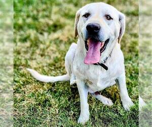 Labrador Retriever Dogs for adoption in Ogden, UT, USA