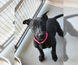 Labrador Retriever-Unknown Mix Dogs for adoption in Visalia, CA, USA