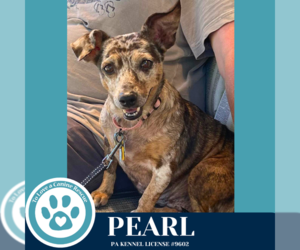 Chiweenie Dogs for adoption in Kimberton, PA, USA