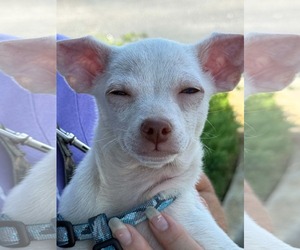 Chihuahua-Unknown Mix Dogs for adoption in Mount Pleasant, SC, USA