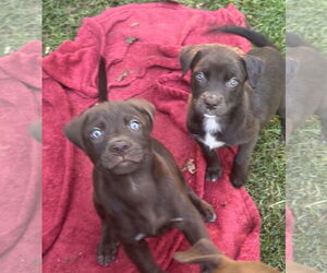 Labrador Retriever-Unknown Mix Dogs for adoption in Pottstown, PA, USA